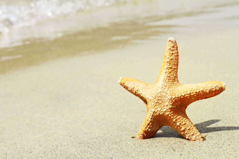 海滩阳光下的海星