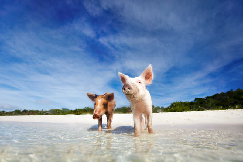 蓝天海滩边的两头猪