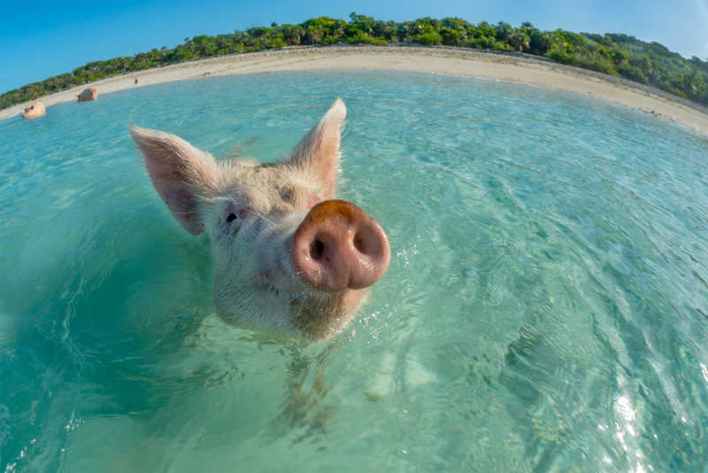 大海里的粉色游泳猪