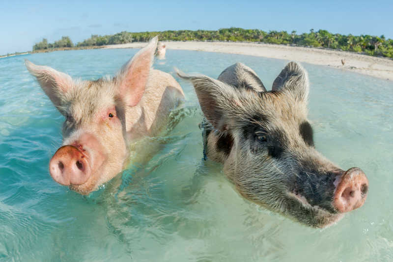 在巴哈马游泳的猪