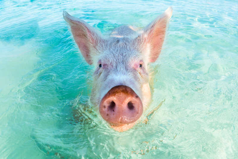 一头在游泳的猪