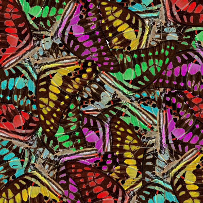 多种颜色的蝴蝶