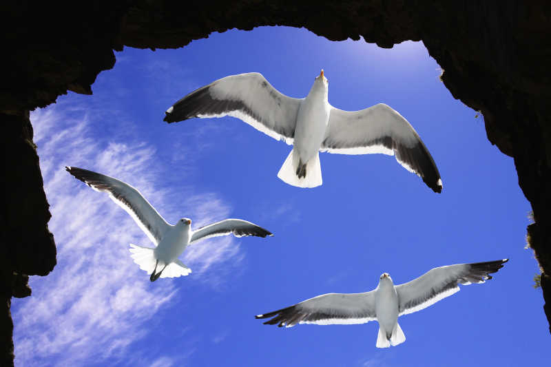 飞过洞穴的海鸥
