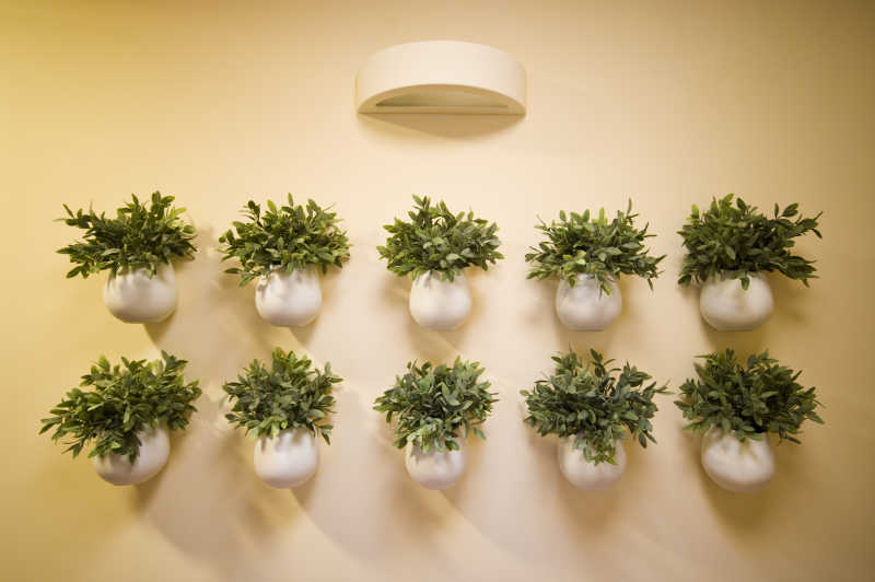 墙壁上的植物装饰