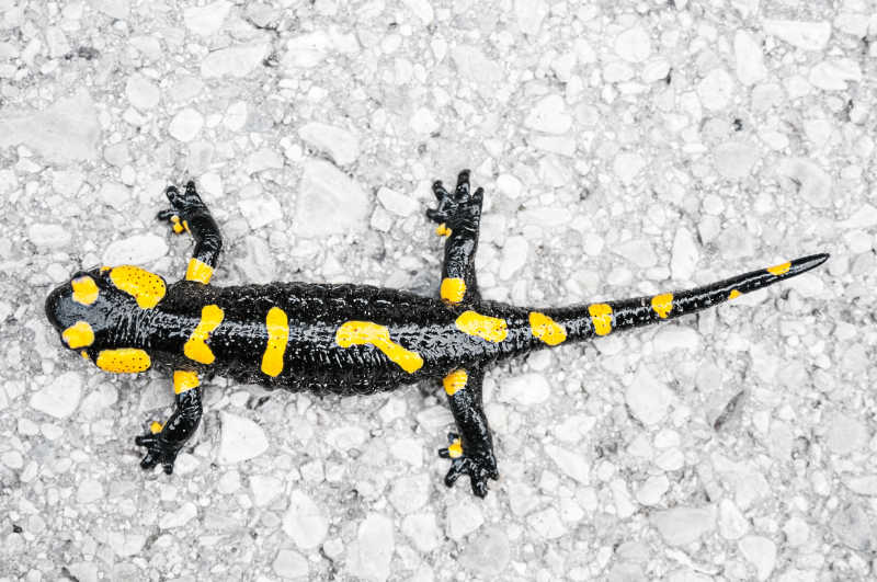黄色斑点和黑色条纹的黑黄火螈