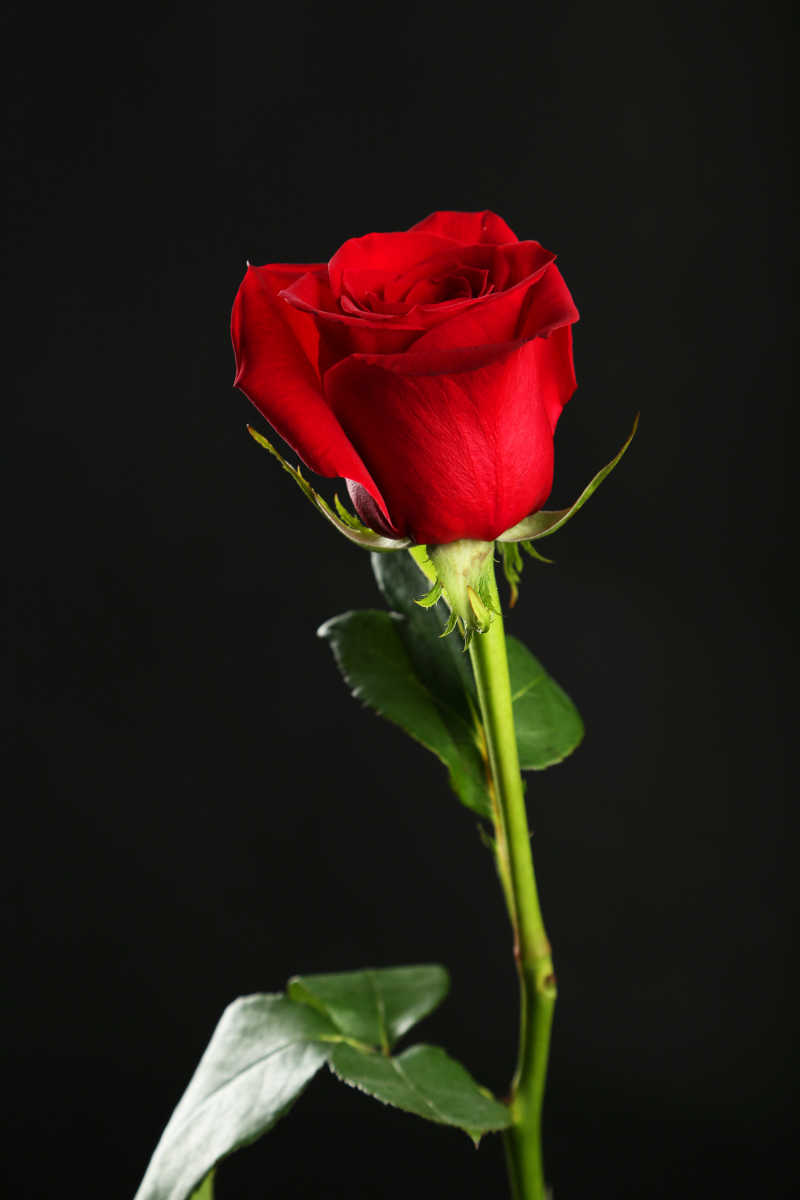 黑色背景上的新鲜红玫瑰