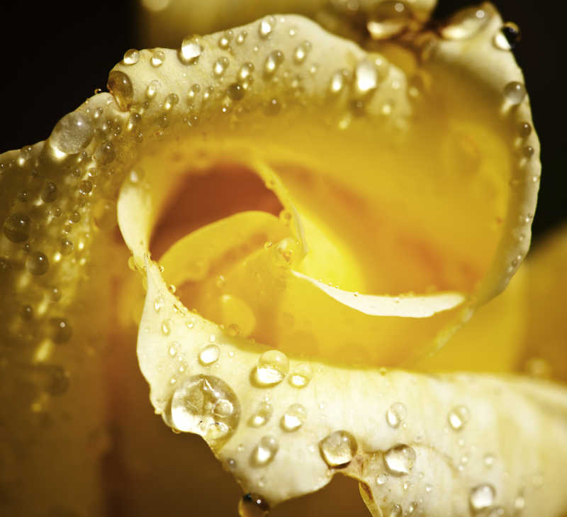 露珠晶莹的黄玫瑰
