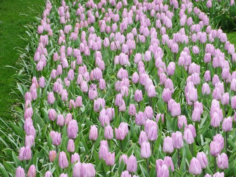 花坛里的紫色郁金香