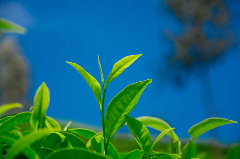 斯里兰卡努瓦勒埃利耶山区茶园的新鲜茶叶