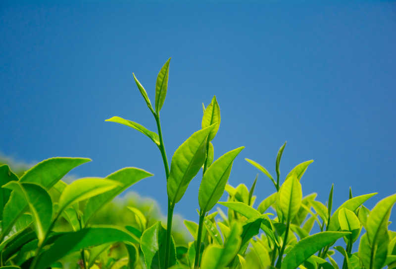 努瓦勒埃利耶山区茶园里翠绿的茶叶
