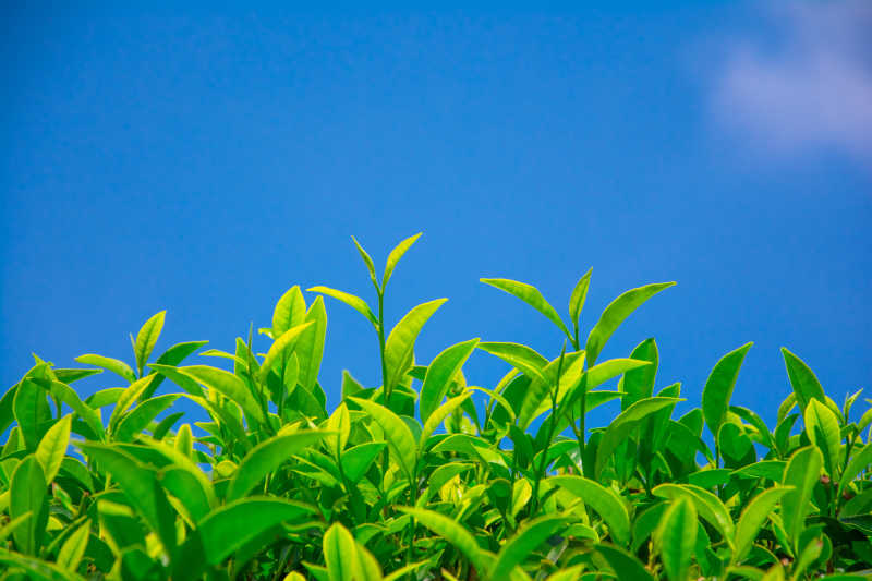 蔚蓝天空下的斯里兰卡努瓦勒埃利斯里兰卡耶山区茶园