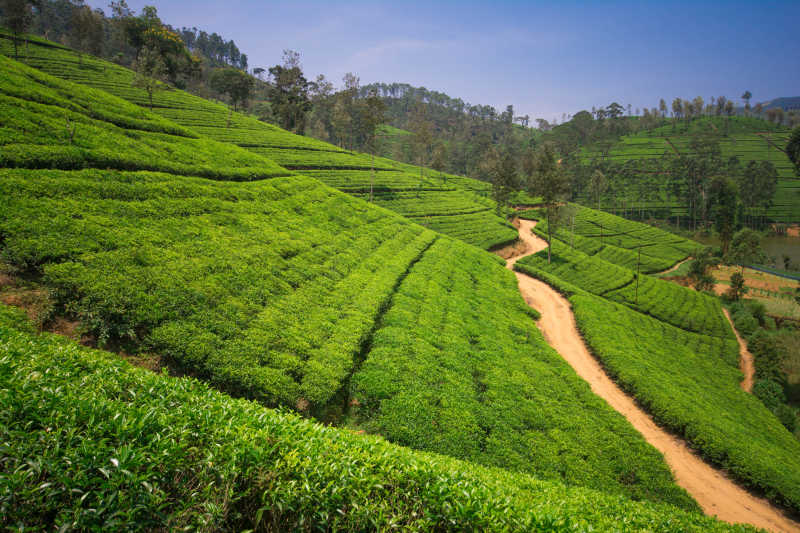 斯里兰卡努瓦勒埃利耶山区翠绿的茶园