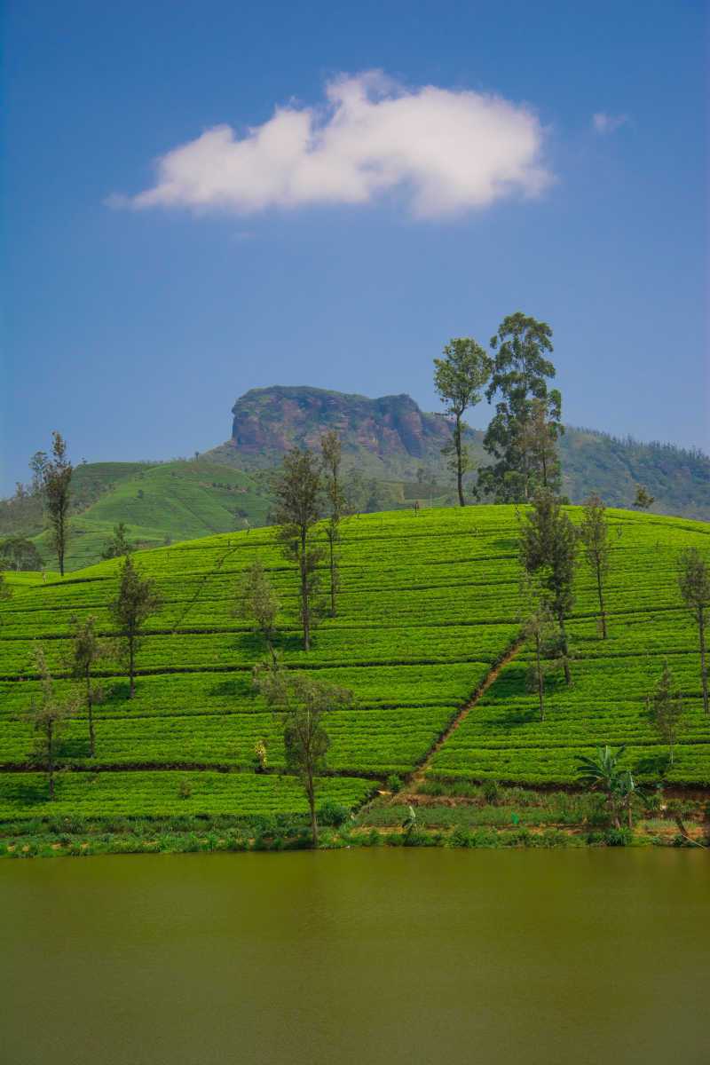 蓝天背景下的斯里兰卡努瓦勒埃利耶山区茶园