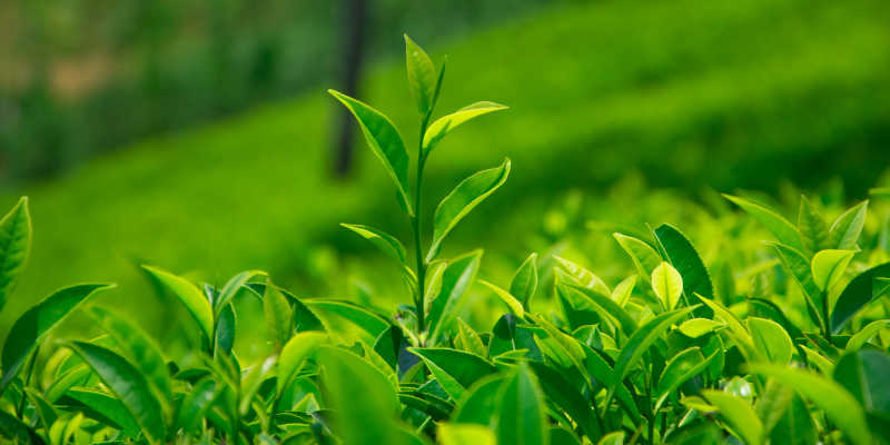 斯里兰卡努瓦勒埃利耶山区茶园里新鲜的茶叶