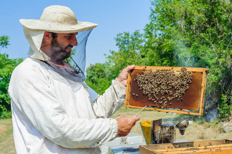 养蜂人在蜂场熏蜂蜜