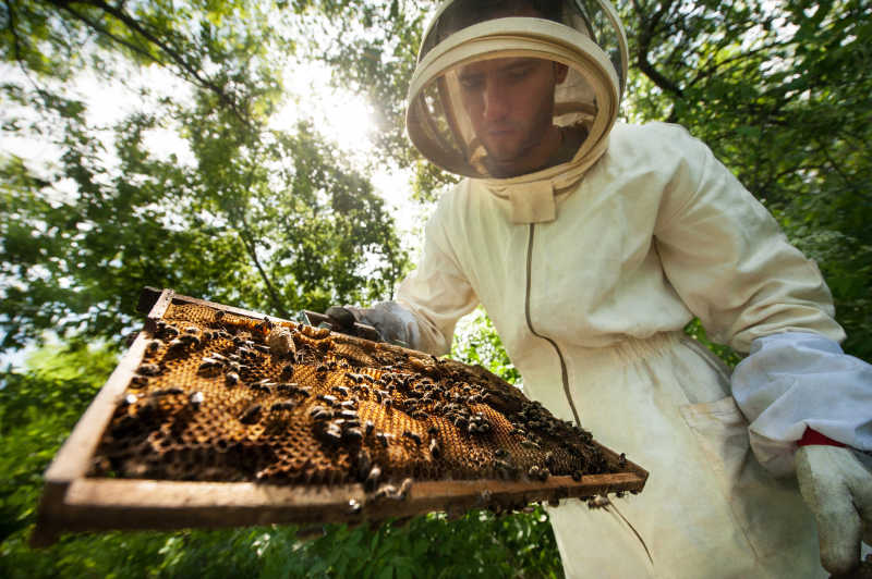 养蜂人穿着防护衣和一个完整帧的蜜蜂