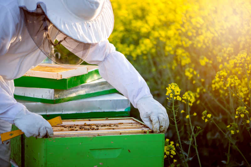 全设备检查在盛开的油菜地里的蜜蜂