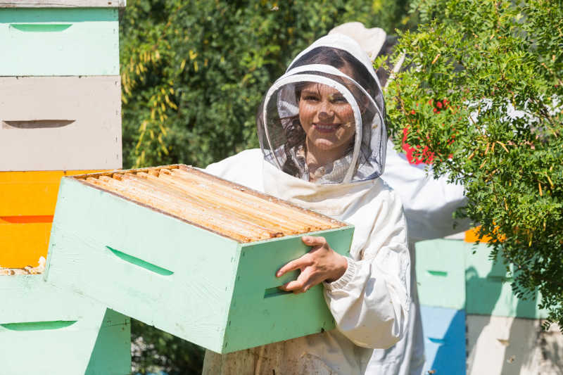 美丽的养蜂人携带蜂窝箱工作时养蜂场肖像