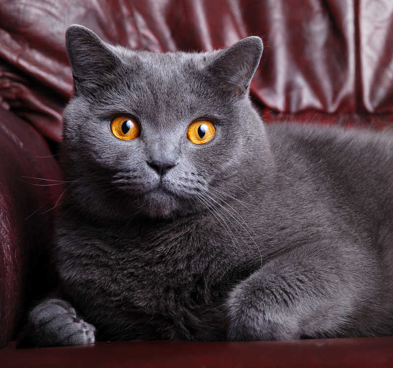 趴着的棕眼睛灰色小猫