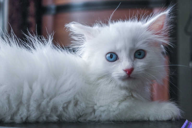 趴着的蓝眼睛白色小猫