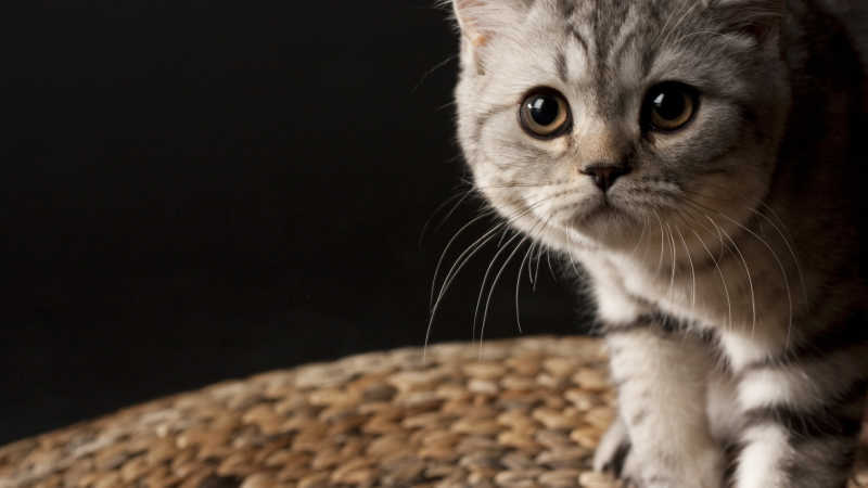编织蒲团上的小猫