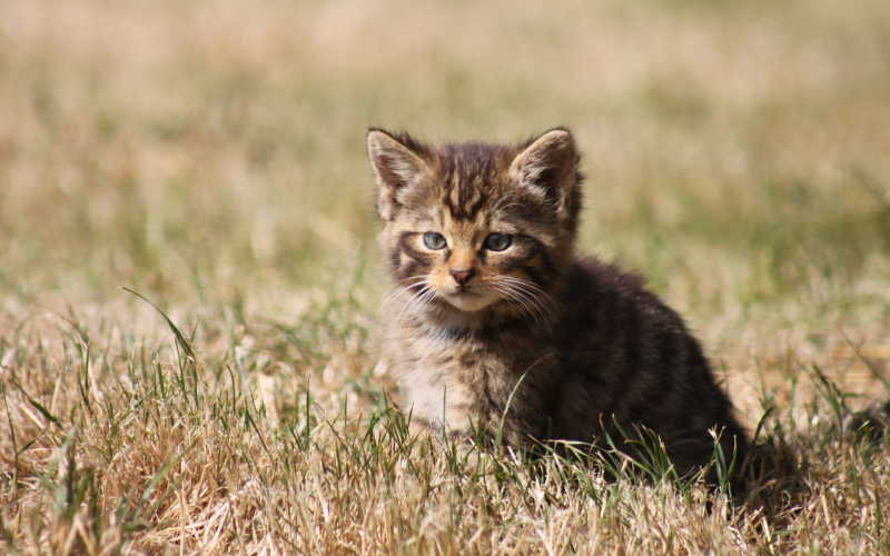 趴在草地上的小猫