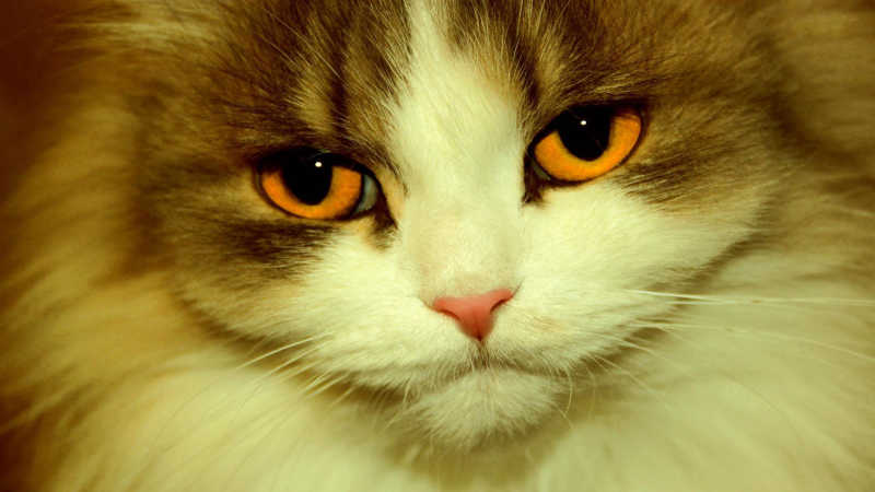 棕色眼睛黄白猫特写