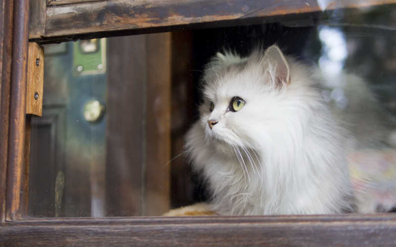 窗口前的白色小猫