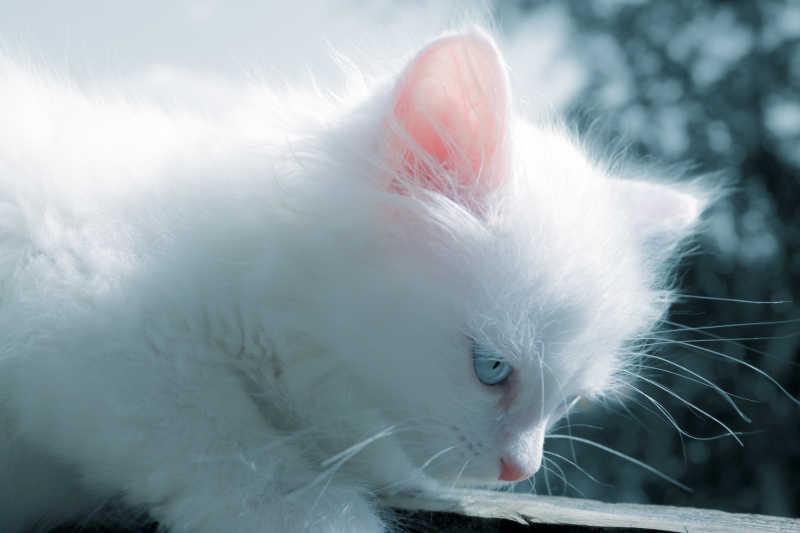白色猫