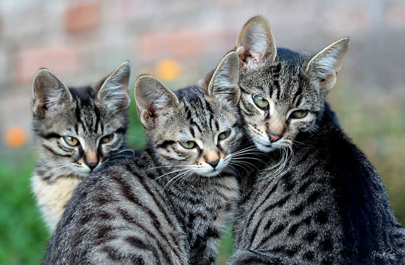 草坪上的三只小猫