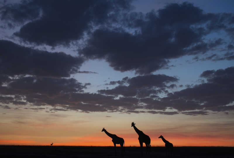 日出草原上的长颈鹿剪影