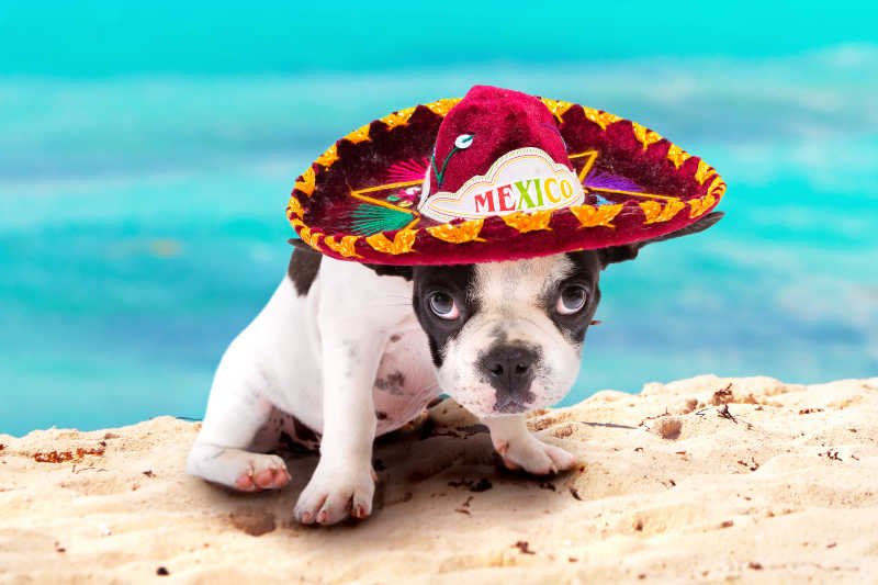 戴着墨西哥阔边帽的小狗