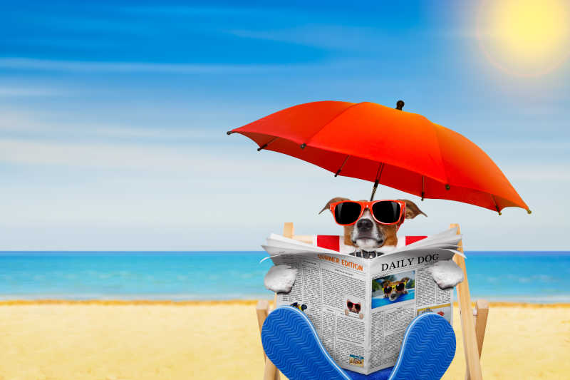 沙滩上在遮阳伞下看报纸的狗