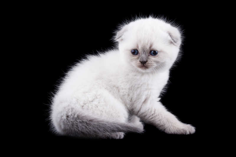 可爱的小白猫