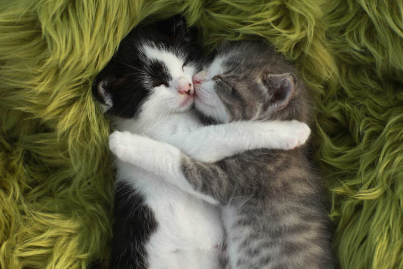 两只小猫抱在一起