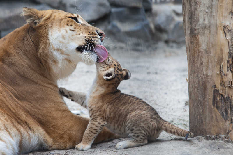 狮虎兽和它的幼崽