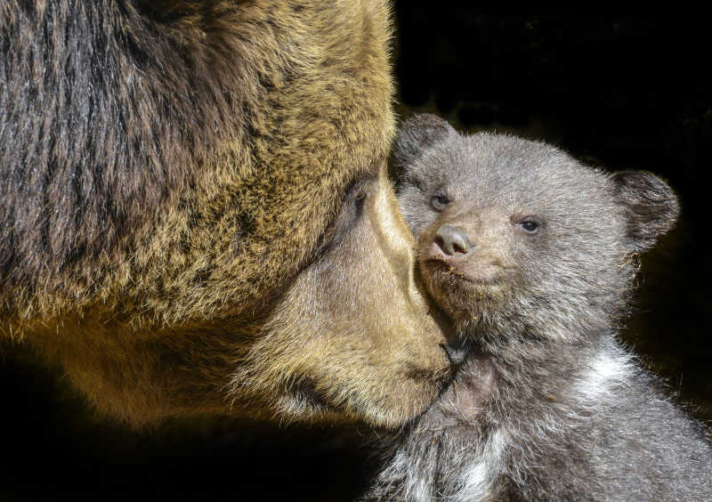 小熊和它的妈妈