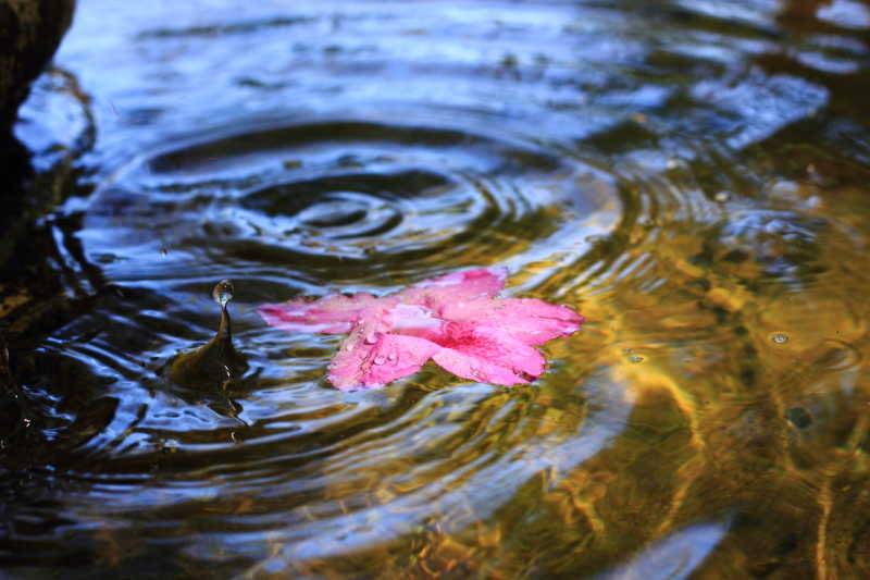 一片杜鹃花瓣落在水面上