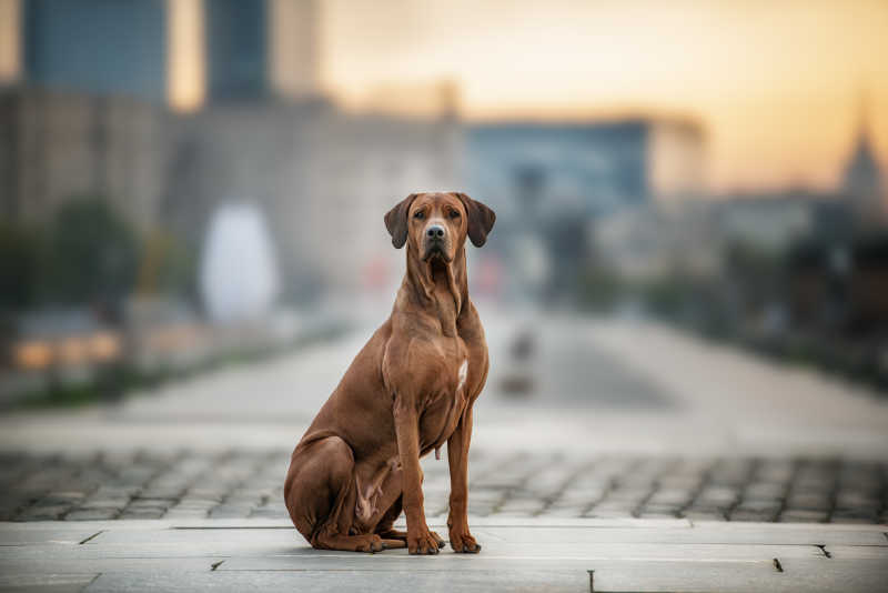 一只孤独罗得西亚脊背犬
