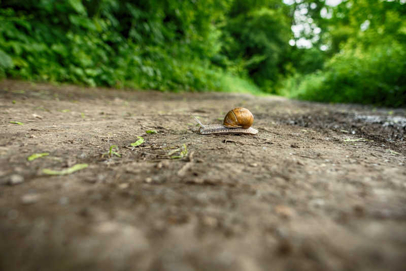 地上的蜗牛