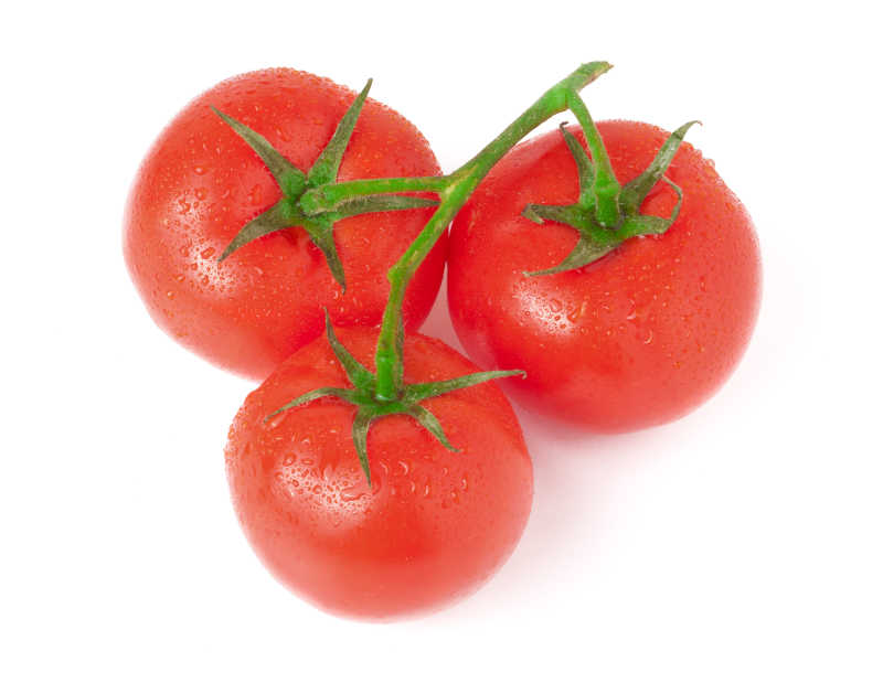 一个枝条上的三个西红柿