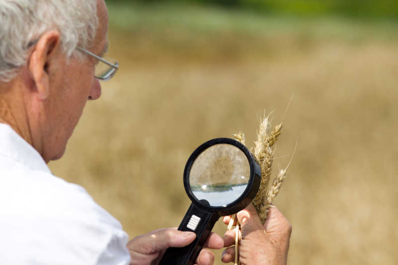 农艺师分析小麦的耳朵
