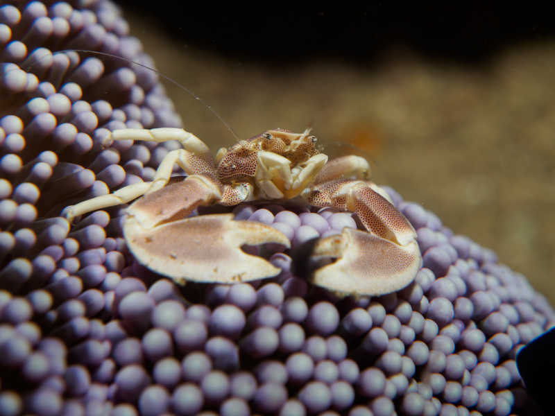 在海底生物上的螃蟹