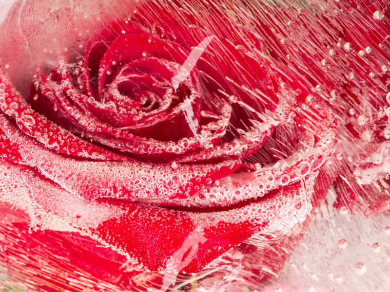 冰层下的红色玫瑰