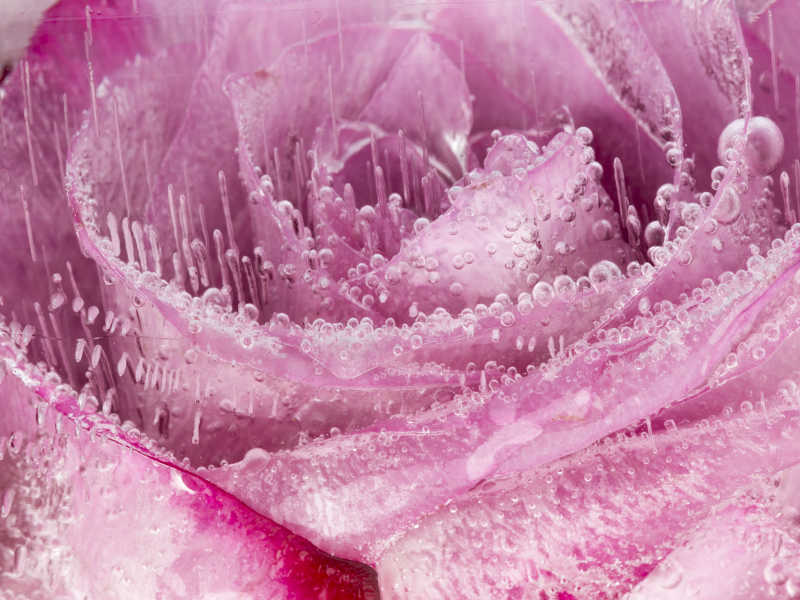 冰层中的美丽花朵和气泡