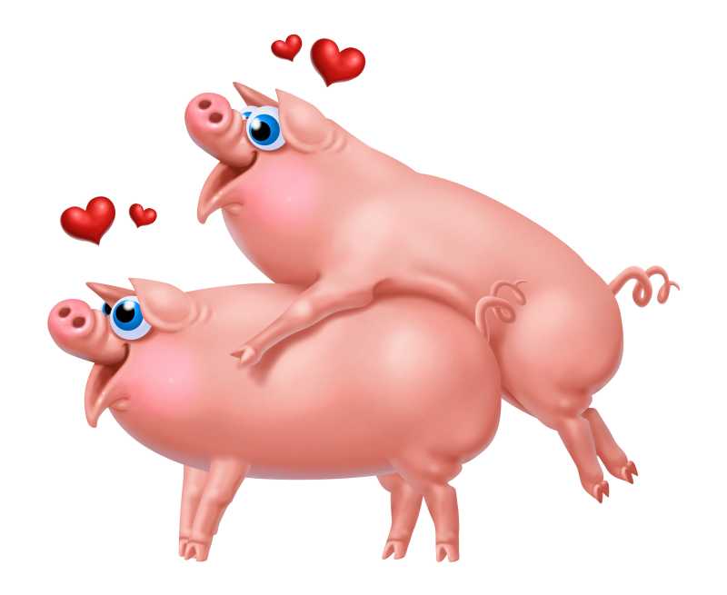 白色背景下两只相爱的猪插图