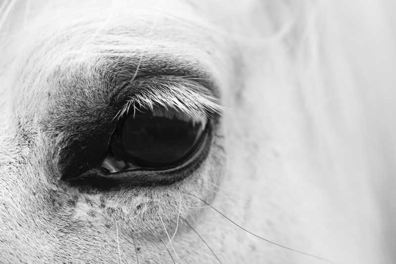 一匹白马的眼睛