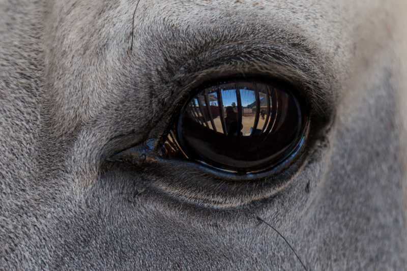 灰色的马眼中的倒影