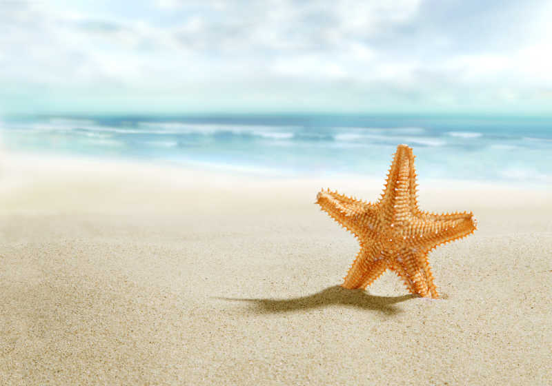 海滩上立起的橙色海星