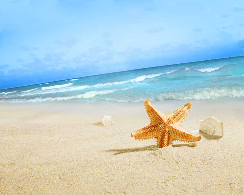 海滩上的海星和贝壳